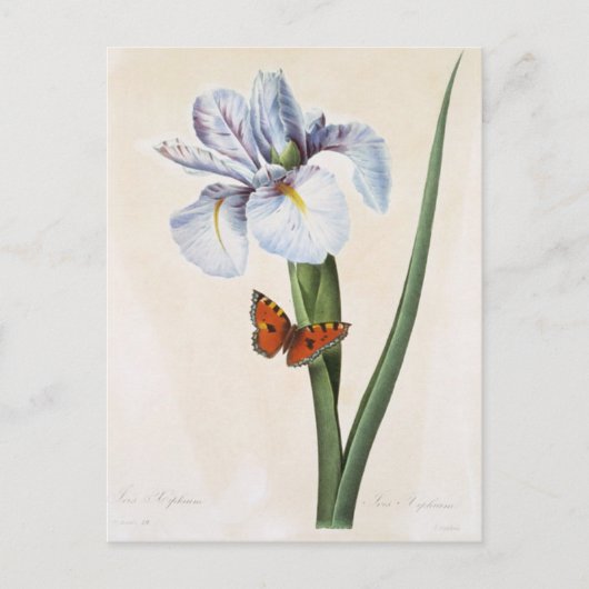 Postale Fleurs 8 Briefkaart (Voorkant)