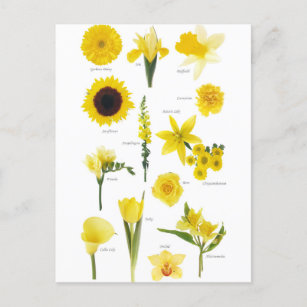 Postale Gele bloem Briefkaart
