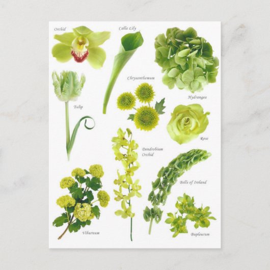 Postale kaart Groene bloemen (Voorkant)