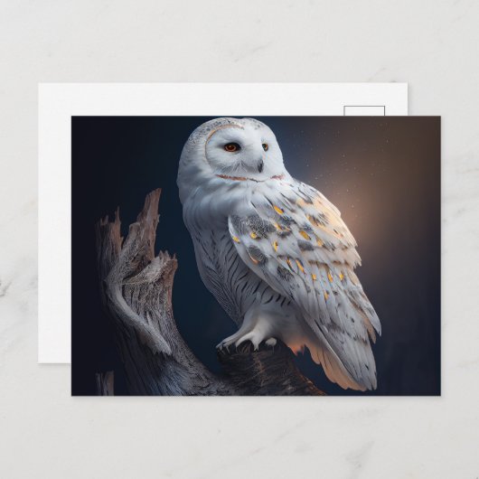 Postales snowy owl-kaarten briefkaart (Voorkant / Achterkant)