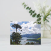Postcard Araucaria araucana, Chile Briefkaart (Staand voorkant)
