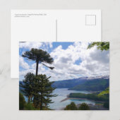 Postcard Araucaria araucana, Chile Briefkaart (Voorkant / Achterkant)