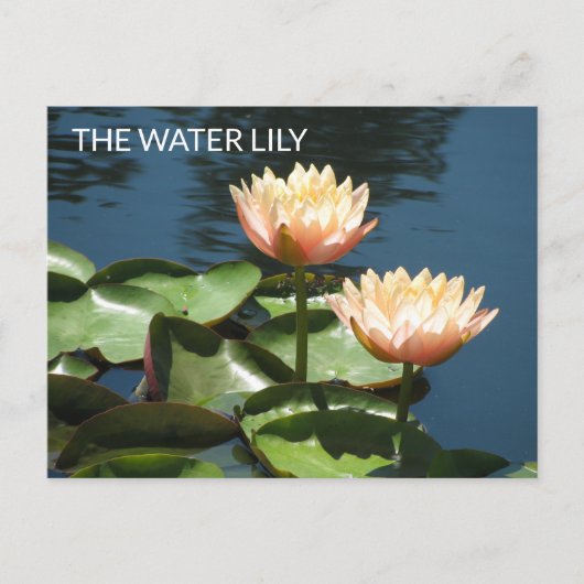 POSTCARD Artistieke Fotografie De Waterlelie Briefkaart (Voorkant)