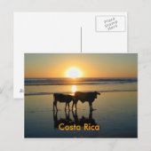 Postcard Bejuco Cow Country, Costa Rica Briefkaart (Voorkant / Achterkant)