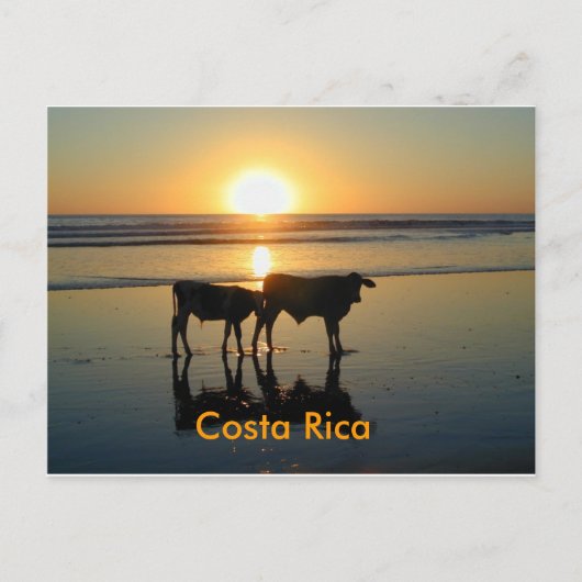 Postcard Bejuco Cow Country, Costa Rica Briefkaart (Voorkant)