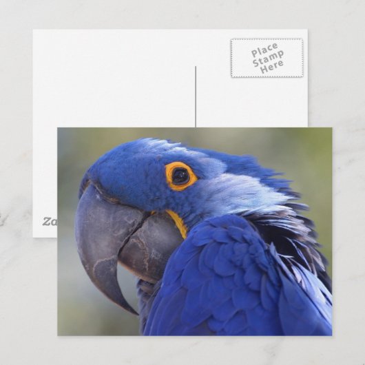 Postcard Blue Parrot Briefkaart (Voorkant / Achterkant)