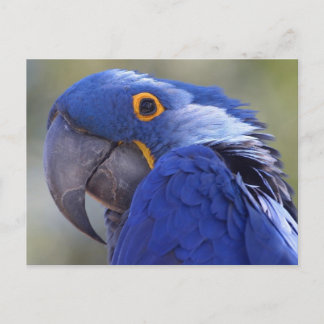 Postcard Blue Parrot Briefkaart