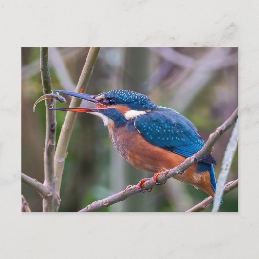 Postcard Briefkaart (Voorkant)