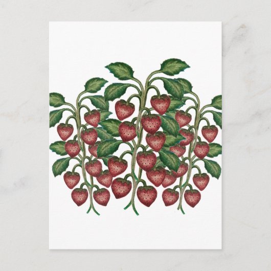 Postcard Briefkaart (Voorkant)