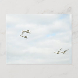 Postcard Briefkaart