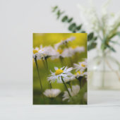 Postcard Daisies Fotografie Briefkaart (Staand voorkant)