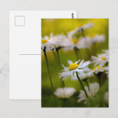 Postcard Daisies Fotografie Briefkaart (Voorkant / Achterkant)