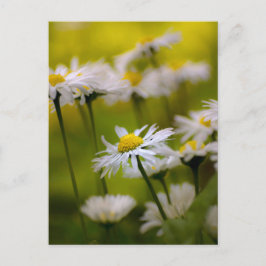 Postcard Daisies Fotografie Briefkaart