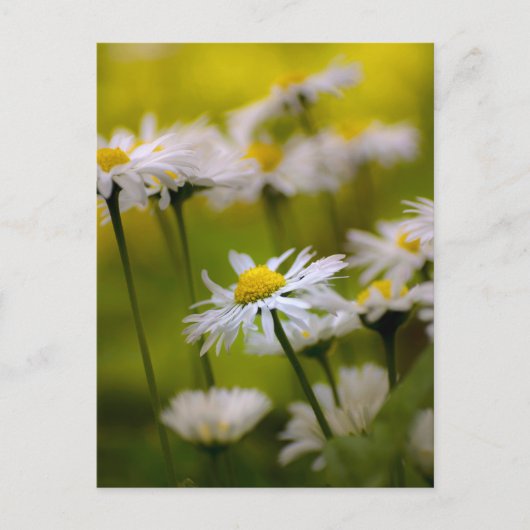 Postcard Daisies Fotografie Briefkaart (Voorkant)