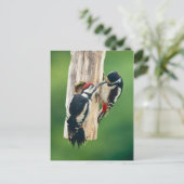 Postcard Great Spotted Woodpecker feeding young Briefkaart (Staand voorkant)
