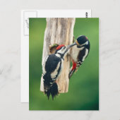 Postcard Great Spotted Woodpecker feeding young Briefkaart (Voorkant / Achterkant)