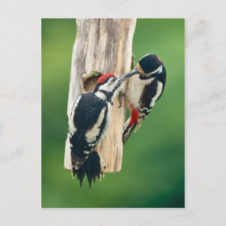 Postcard Great Spotted Woodpecker feeding young Briefkaart