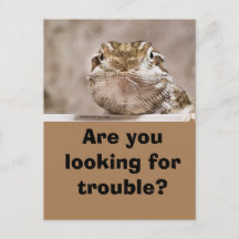 Postcard Humor Echse schaut herausfordernd hervor