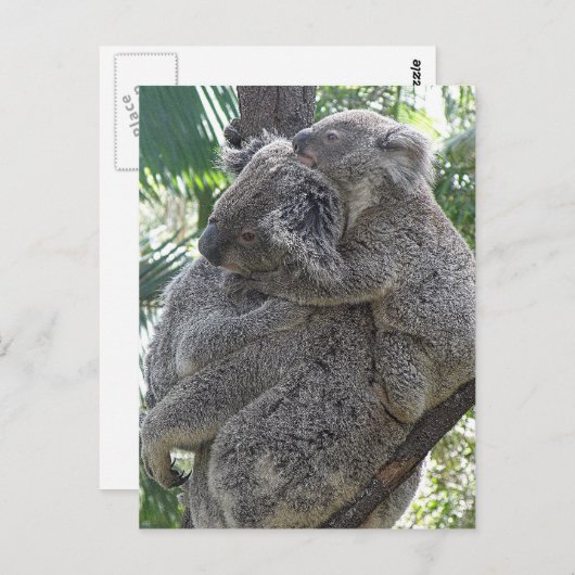 Postcard Koalas QLD Australia Briefkaart (Voorkant / Achterkant)