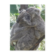 Postcard Koalas QLD Australia
