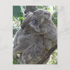 Postcard Koalas QLD Australia Briefkaart
