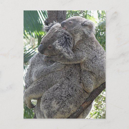 Postcard Koalas QLD Australia Briefkaart (Voorkant)