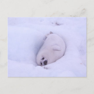 Postcard of a seal stuck in the snow briefkaart