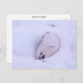 Postcard of a seal stuck in the snow briefkaart (Voorkant / Achterkant)