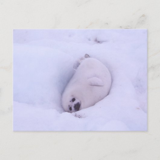 Postcard of a seal stuck in the snow briefkaart (Voorkant)