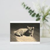 Postcard of Kitten Briefkaart (Staand voorkant)