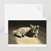 Postcard of Kitten Briefkaart (Voorkant / Achterkant)