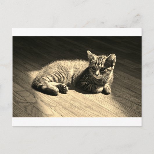 Postcard of Kitten Briefkaart (Voorkant)