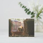 Postcard of Molly the pig. Briefkaart (Staand voorkant)