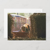 Postcard of Molly the pig. Briefkaart (Voorkant / Achterkant)