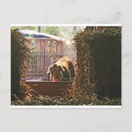 Postcard of Molly the pig. Briefkaart (Voorkant)