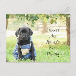 Postcard Puppies zijn de beste remedie van de natu Briefkaart