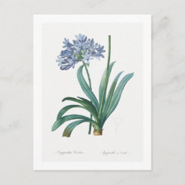 POSTCARD REDOUTION BOTANICAL "LILY OF THE NILE" BRIEFKAART