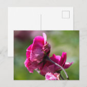 Postcard Roos - Magenta Gratie Briefkaart (Voorkant / Achterkant)