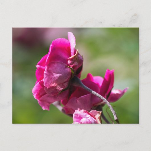 Postcard Roos - Magenta Gratie Briefkaart (Voorkant)
