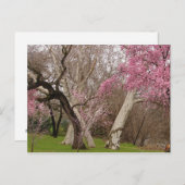 POSTCARD - Springtime in Chico, CA Briefkaart (Voorkant / Achterkant)