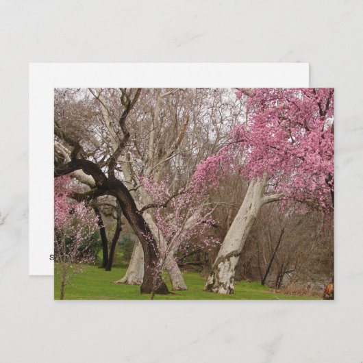 POSTCARD - Springtime in Chico, CA Briefkaart (Voorkant / Achterkant)