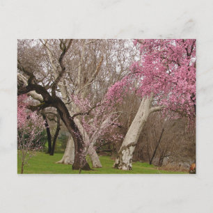 POSTCARD - Springtime in Chico, CA Briefkaart
