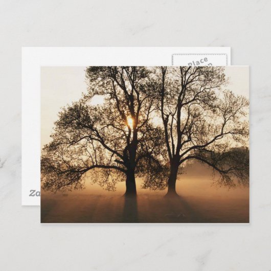 Postcard, Tree Briefkaart (Voorkant / Achterkant)