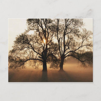 Postcard, Tree Briefkaart