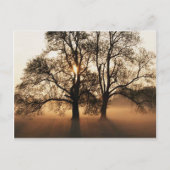 Postcard, Tree Briefkaart (Voorkant)