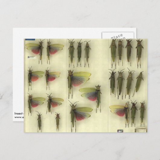 Postcard with Grasshoppers Briefkaart (Voorkant / Achterkant)