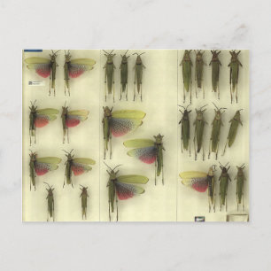Postcard with Grasshoppers Briefkaart