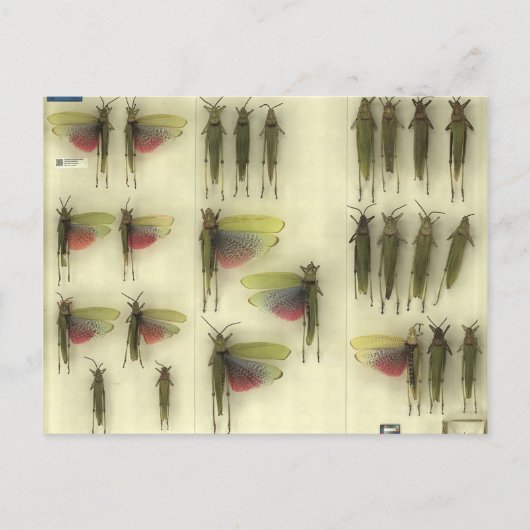 Postcard with Grasshoppers Briefkaart (Voorkant)