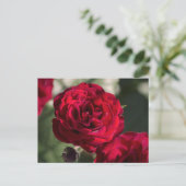 Postcardrozen - Fluwelen Glans Briefkaart (Staand voorkant)
