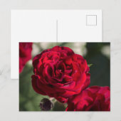 Postcardrozen - Fluwelen Glans Briefkaart (Voorkant / Achterkant)